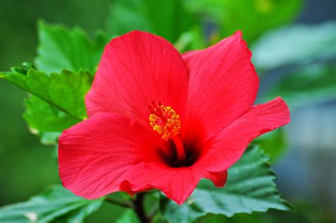 Download Beautiful Red Hibiscus Flower Wallpaper