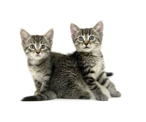 Two Tabby Kittens On White Stock Photo Image Of Background 22417474