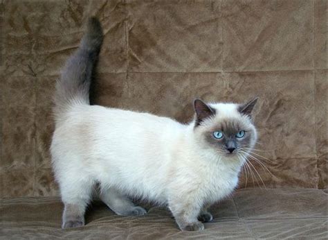 This Kitty Looks Like A Cross Between Out Munchkin And Our