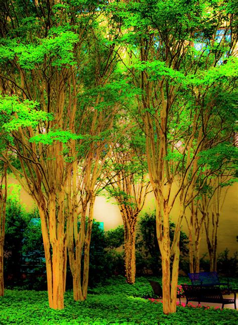 Trees Of Life 2 Digital Art By Olu Victor Odukoya Fine Art America
