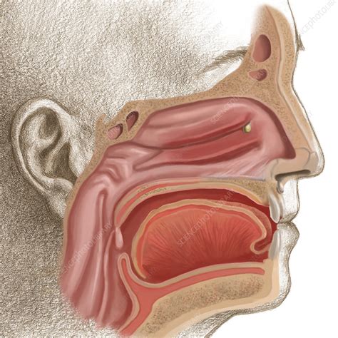 Nasal Cavity Anatomy Diagram Human Anatomy Nose Diagram