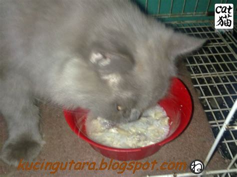 Beri baluran garam atau kecap asin pada daging, baru kemudian rebus misalnya, untuk membuat sop daging sayuran kamu bisa memberi campuran pala, daun seledri, daun bawang, serta bawang merah, dan bawang putih. Kucing Utara: Menu kucing- Sup Ayam rebus
