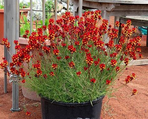 Because it's invasive, it's better to grow it in pots. Pin on drought tolerent plants
