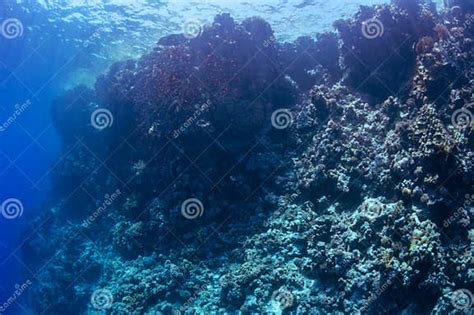 Underwater Landscape Marine Life Under Sea Surface Colorful Sea Life