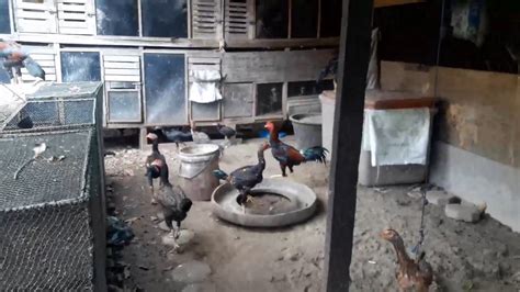 Check spelling or type a new query. Ternak Ayam Bangkok Sekedar Hobby - YouTube