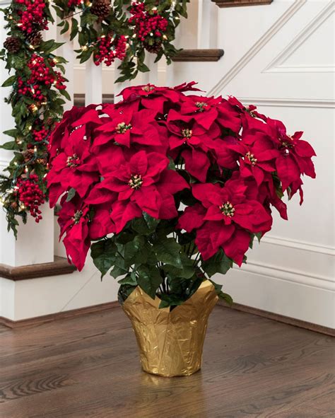 Poinsettia Plant Care Instructions With List Of Types And Pictures Poinsettia Plant Poinsettia