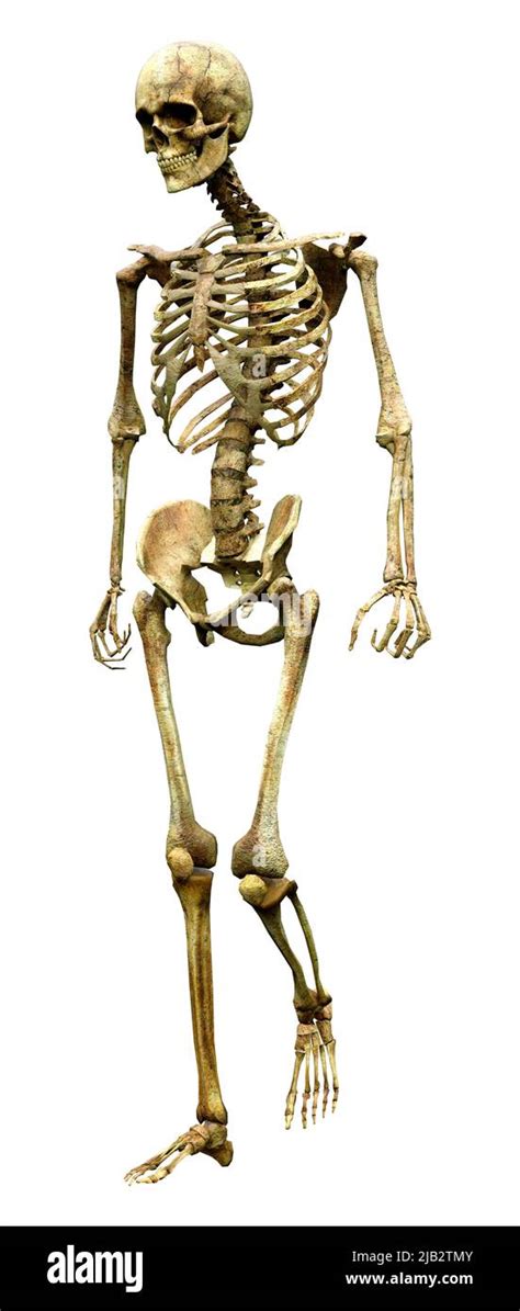 3d Rendering Of A Human Skeleton Isolated On White Background Stock