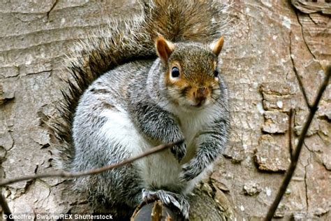 Stop Grey Squirrels Taking Over Any More Territory Orders Eu Daily