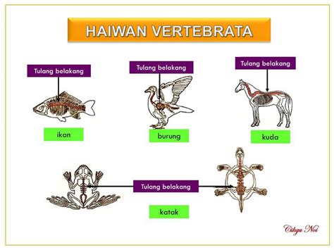 Haiwan Vertebrata Tahun 4 Worksheet Riset