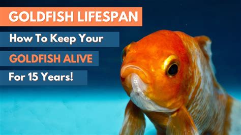 Goldfish Lifespan And How To Keep Your Goldfish Healthy Youtube