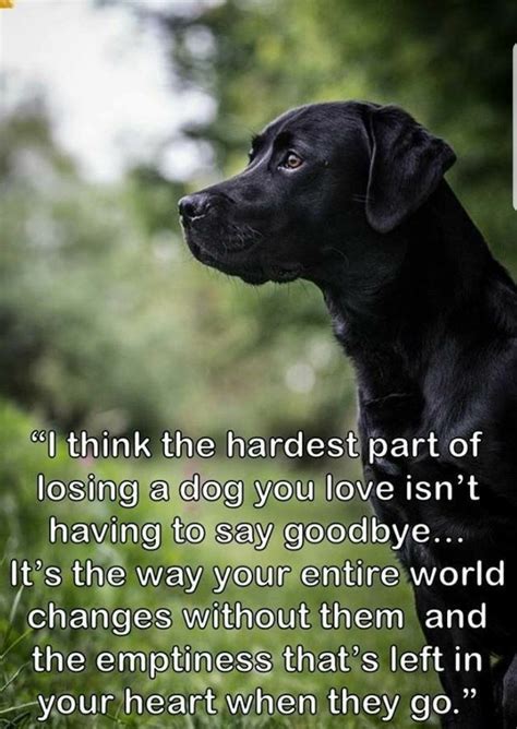 Quote For Losing A Pet Inspiration