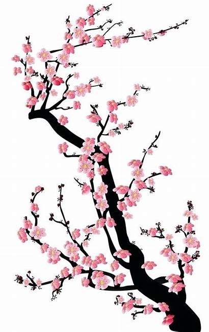 Cherry Blossom Tree Sakura Drawing Japanese Flowers