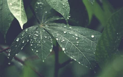 18 Rain Nature 4k Wallpaper Basty Wallpaper