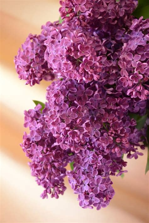 Lilac Stock Photo Image Of Beauty Garden Blossom Vibrant 12157074