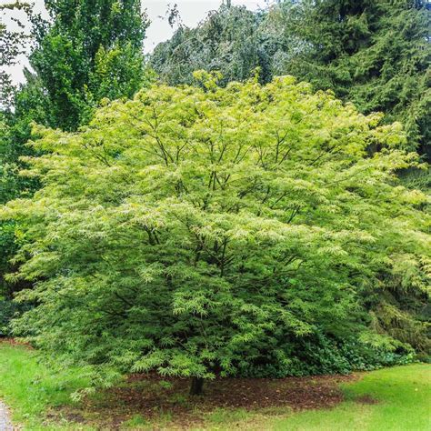 Green Japanese Maple Tree Acer Palmatum