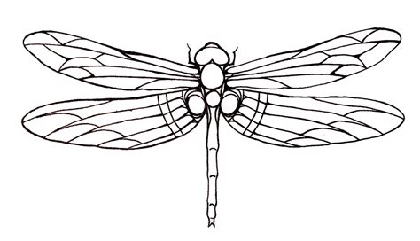 Black And White Dragonfly Free Download On Clipartmag