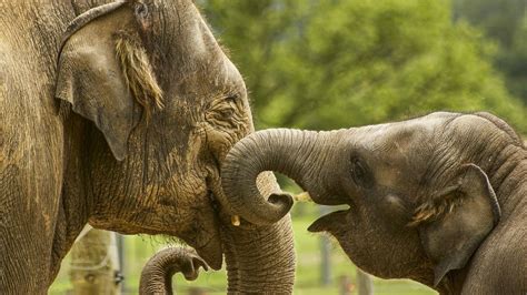Reproducción De Los Elefantes Todo Lo Que Debes Saber