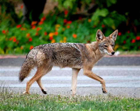 The Woman Who Follows San Franciscos Urban Coyotes