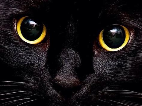 Occasional appearances by the house panther. What Do You Know About Black Cats? | Playbuzz