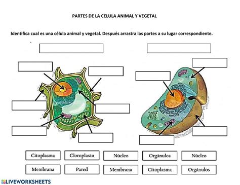 Sopa De Letras De La Celula Animal Y Vegetal Para Imprimir Compartir