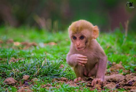 Free Stock Photo Of Cute Animals Monkey