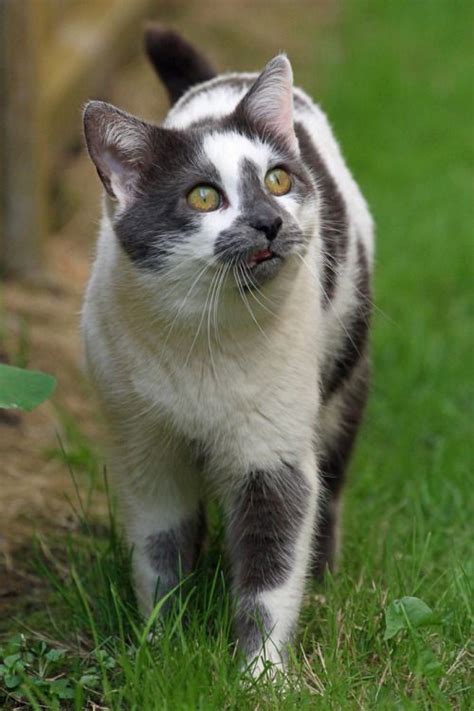 Bicolor Cat Facts With Pictures Cat Breed Selector