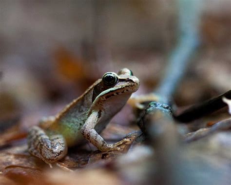 Study Road Salt Skews Future Frog Amphibian Generations