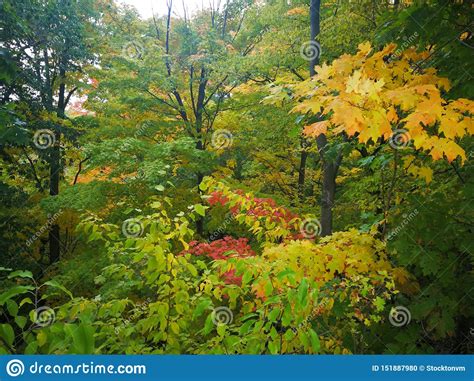 Bright Colorful Early Autumn Lush Forest Foliage Stock Photo Image Of