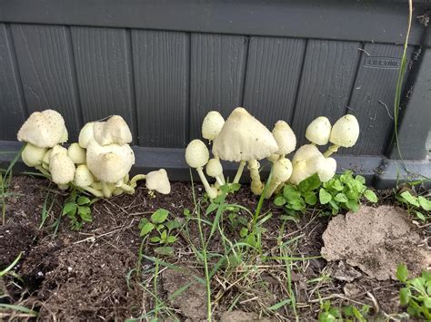 Found These Mushrooms Growing By My Raised Bed I Have No Idea What Kind They Are Or If I Should