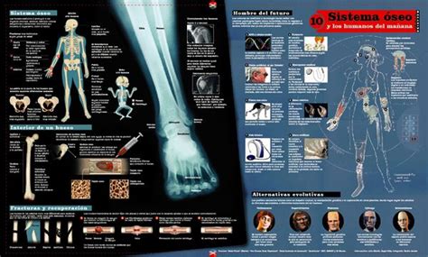 Infografia Cuerpo Humano En 2020 Cuerpo Humano Cuerpo Humano Vrogue