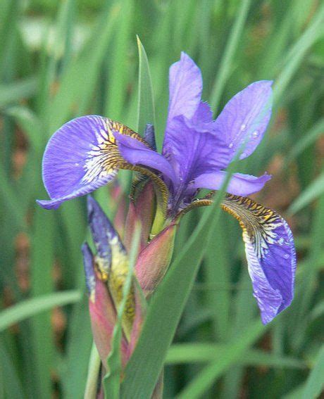 Iris Plant Growing Guide How To Grow Iris Flag Gardeners Hq