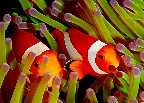5 Fascinating Facts About Clownfish How It Works Magazine