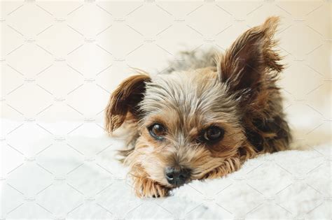 A Small Brown And Black Dog Laying On Top Of A White Bed Covered In