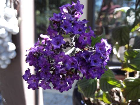Purple flowers that smell good. Unknown Purple Flower Smells like Marshmallows San Jose ...