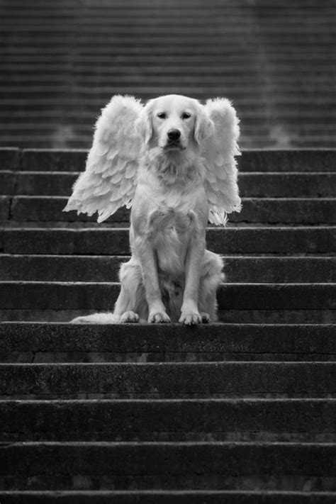 🐠 ღℒ ѵℯღ One Rare Treasure Dog Angel Dogs Dog Love