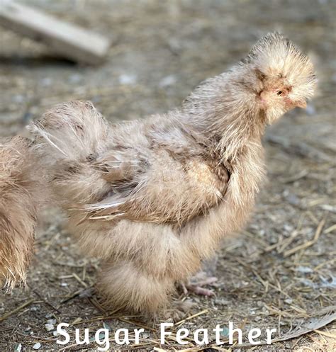 Silkie Chicken The Ultimate Lap Pet
