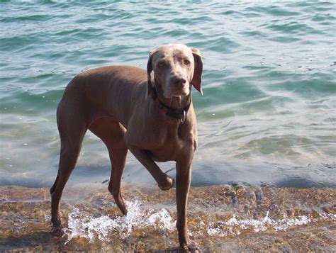 See hundreds of dogs, puppies, cats, kittens and more animals available for adoption. Pets for Adoption at Great Lakes Weimaraner Rescue, Inc ...