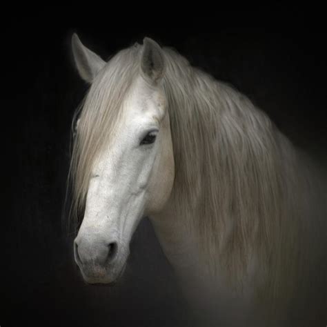White Horse On Black Photograph By Christiana Stawski Fine Art America