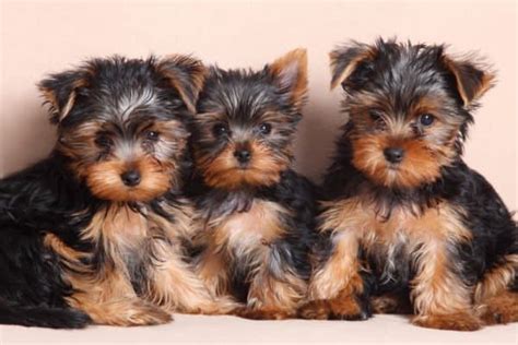 Yorkshire Terrier Dog Breed Complete Guide Az Animals