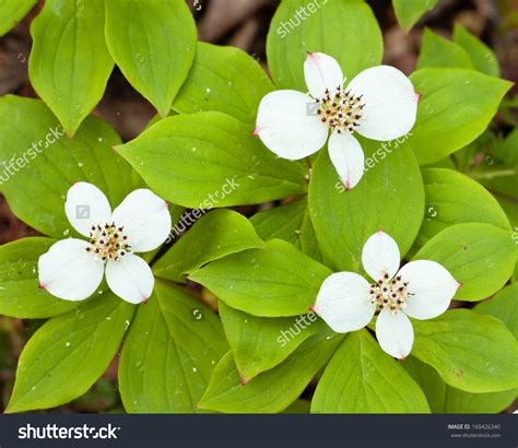Cornus canadensis clipart 20 free Cliparts | Download images on ...