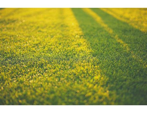 Check spelling or type a new query. Best Weed Killer That Won't Kill Grass - Easy Backyards