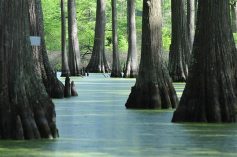 Cypress Swamps Are So Beautiful Cypress Swamp Louisiana Swamp Swamp