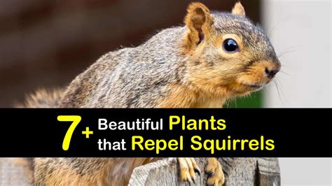 7 Beautiful Plants That Repel Squirrels