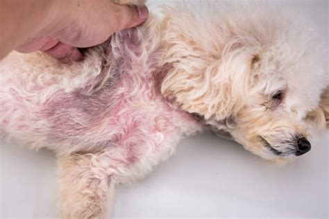 Choroby skóry u psów zdrowie psa w Magazynie zooplus