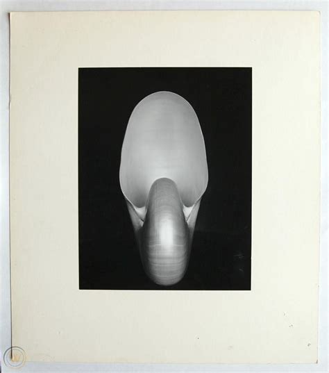 Edward Weston Nautilus Shell 1927 Cole Weston Print 1757044154