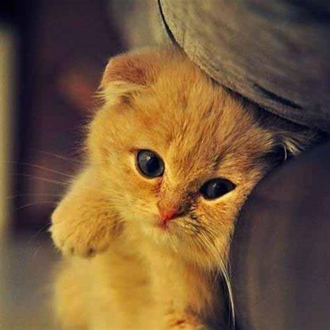 All new wallpaper : Gambar Kucing Imut dan Lucu Terbaru