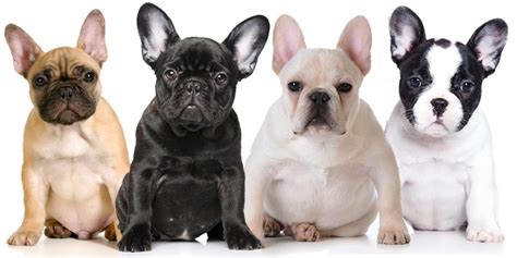 Also, there is the possibility of being paid so long after the job that it will not even be worth your time. How Much Is A French Bulldog? - What The Frenchie