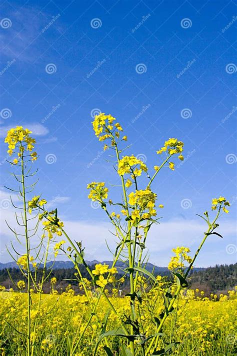 Mustard Flowers Stock Photo Image Of Fields Nature Mountain 76288