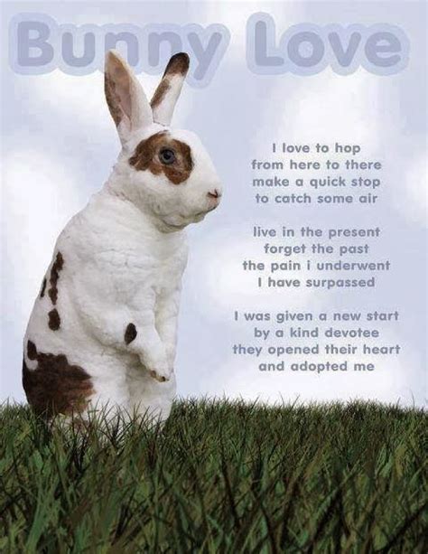 Bunny Love Quotes Quotesgram