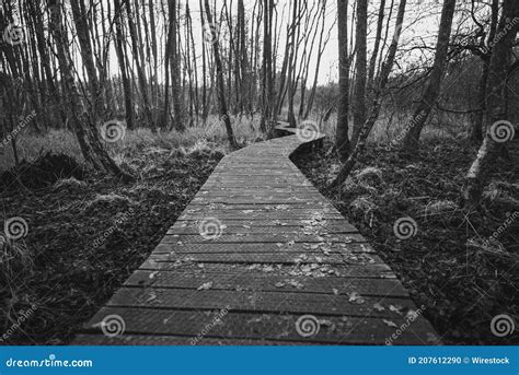 Grayscale Shot Of A Boardwalk Trail Going Through A Densely Forested